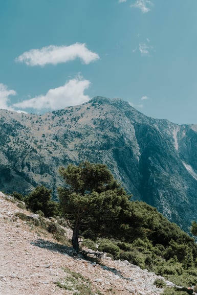 A lone pine with a wind-flattened crown grows on a pale limestone scree slope, with a scrub-covered mountain ridge and thin clouds behind it under blue sky