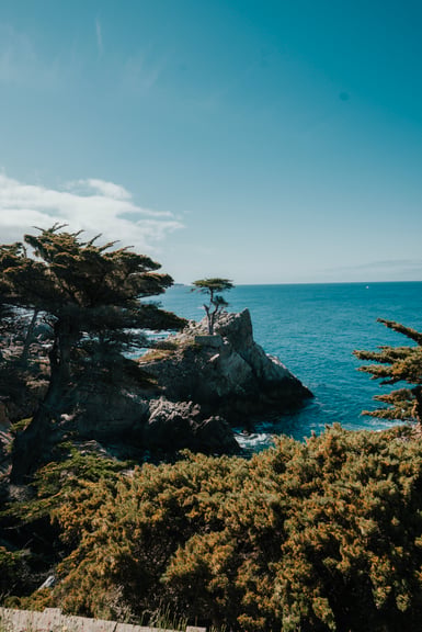 A solitary cypress tree grows atop a granite outcrop above blue ocean, with larger windswept cypresses on the left and dense shrubs filling the foreground