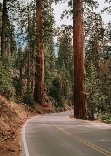 A two-lane road with yellow centre lines curves through a conifer forest, passing close beside two massive reddish-barked giant sequoia trunks rising out of frame