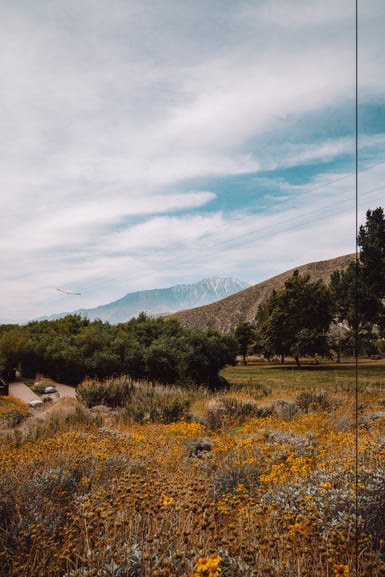 A field of yellow brittlebush flowers and dry grass in front of green trees, with bare brown hills and a hazy snow-streaked peak beyond, power lines crossing the cloudy sky