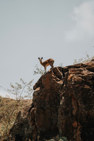 A small brown antelope with short straight horns stands on the edge of a lichen-covered rock outcrop, looking at the camera against a pale sky