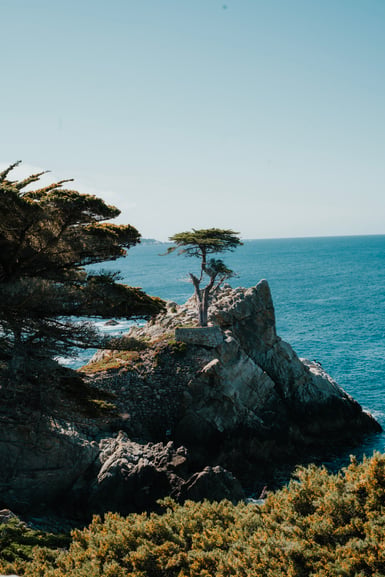 A lone cypress tree grows on a pale granite outcrop above blue ocean, with a larger dark cypress and green shrubs framing the rocky coastline