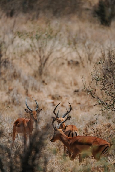Three ridged-horned impala rams stand in tall dry pale grass and scrub, one looking toward the camera while the others face away, with a leafy branch at right