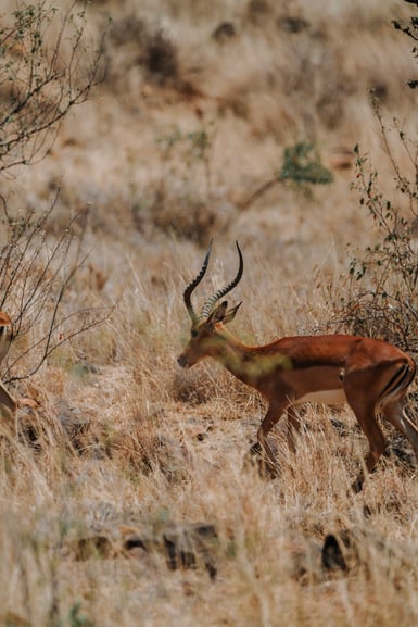 A male impala with long ridged lyre-shaped horns walks left through tall dry grass on a rocky slope, with another impala partly hidden behind scrub at the left edge