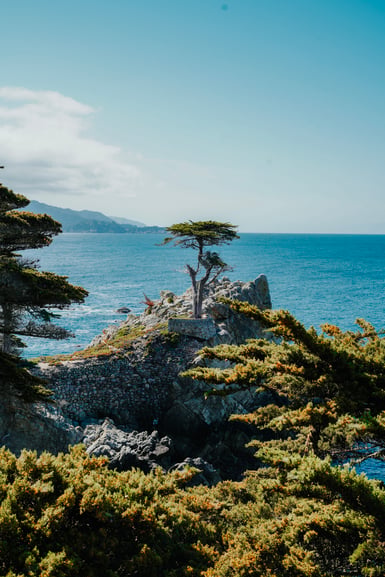 A single wind-shaped cypress stands on a rocky headland above blue ocean, with a stone retaining wall below it and cypress foliage framing the foreground