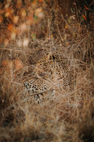 A leopard lies curled in tall dry grass, its spotted head and shoulder visible through the stems while the rest of its body blends into the tawny vegetation