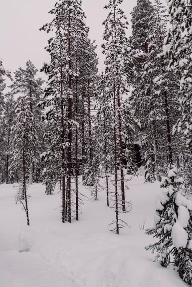 Snow-covered conifer forest under a flat white sky, with bare reddish pine trunks rising from deep unbroken snow and heavily laden spruce branches at the right