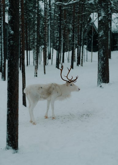 A white reindeer with brown antlers stands on snow among bare, dark tree trunks in a winter forest, with a building faintly visible behind