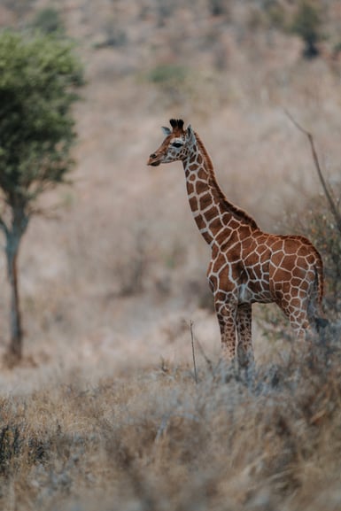A young reticulated giraffe stands in dry pale grass, head turned to the left in profile, with a blurred acacia tree and scrub behind it